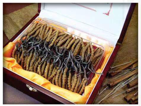 盐池冬虫夏草回收